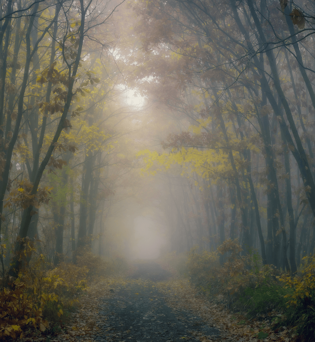Enchanted foggy forest scene