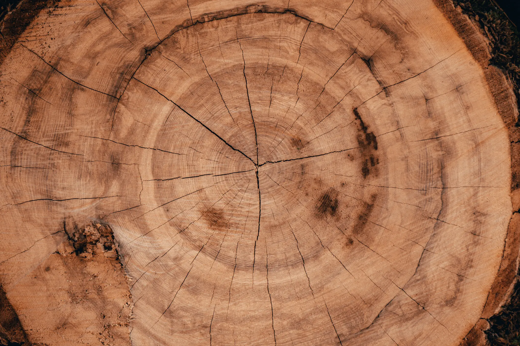 Close-up of tree trunk growth rings