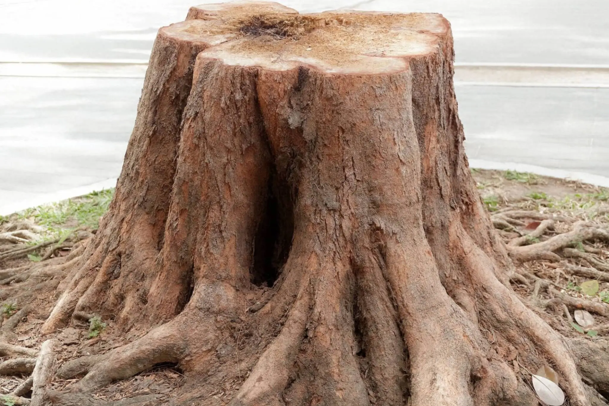 Weathered tree stump with exposed roots