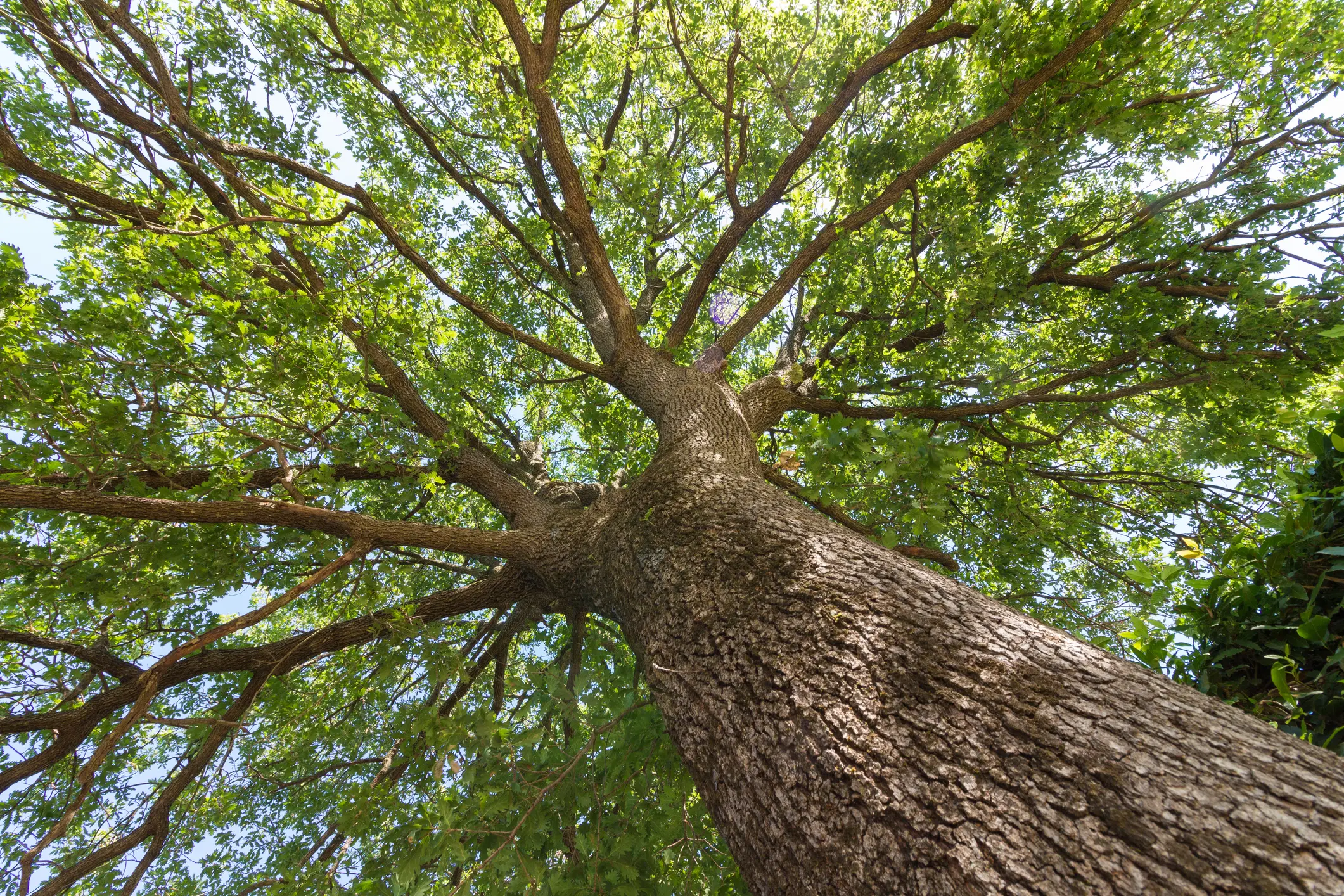 Looking up at towering tree trunk and canopy